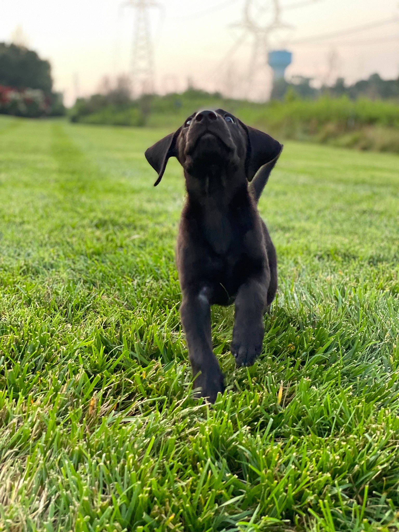 Tanger is registered to the contest to win money with this photo: carnivore, companion_dog, dog, dog_breed, fawn, field, grass, grassland, groundcover, lawn, meadow, pasture, plant, prairie, sky, sporting_group, tail, terrestrial_animal, tree, working_animal
