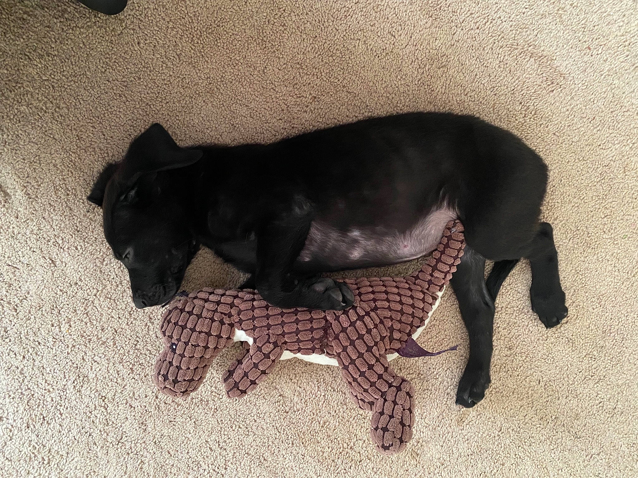 Tanger is registered to the contest to win money with this photo: borador, carnivore, companion_dog, dog, dog_breed, dog_collar, dog_supply, fawn, flooring, fur, guard_dog, liver, paw, pet_supply, shadow, snout, street_dog, tail, terrestrial_animal, working_animal