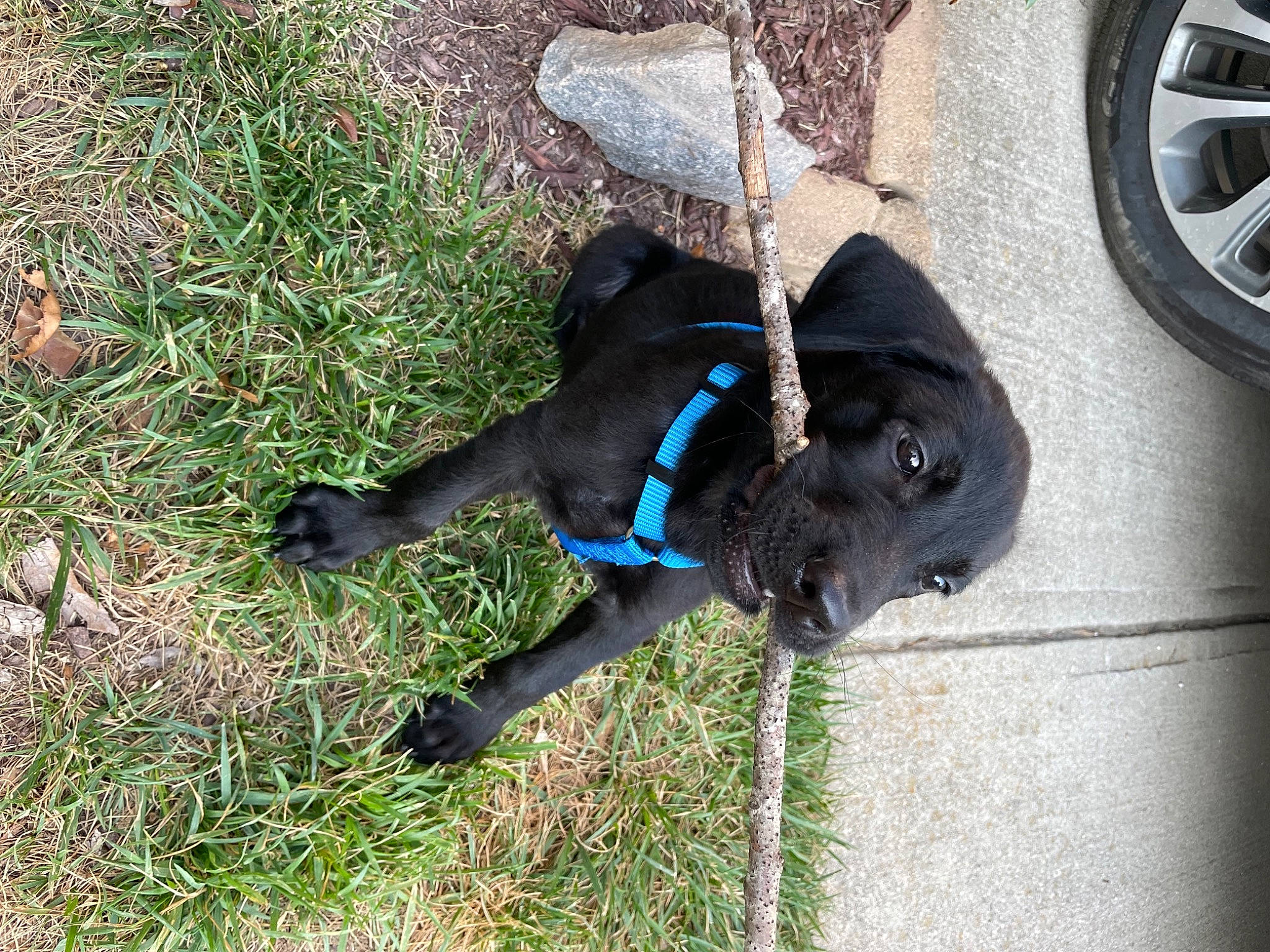 Tanger joined the competition — help win amazing prizes! automotive_tire, car, carnivore, collar, companion_dog, dog, dog_breed, dog_collar, fawn, fender, grass, hubcap, plant, synthetic_rubber, tire, tire_care, tread, vehicle, wheel, working_animal