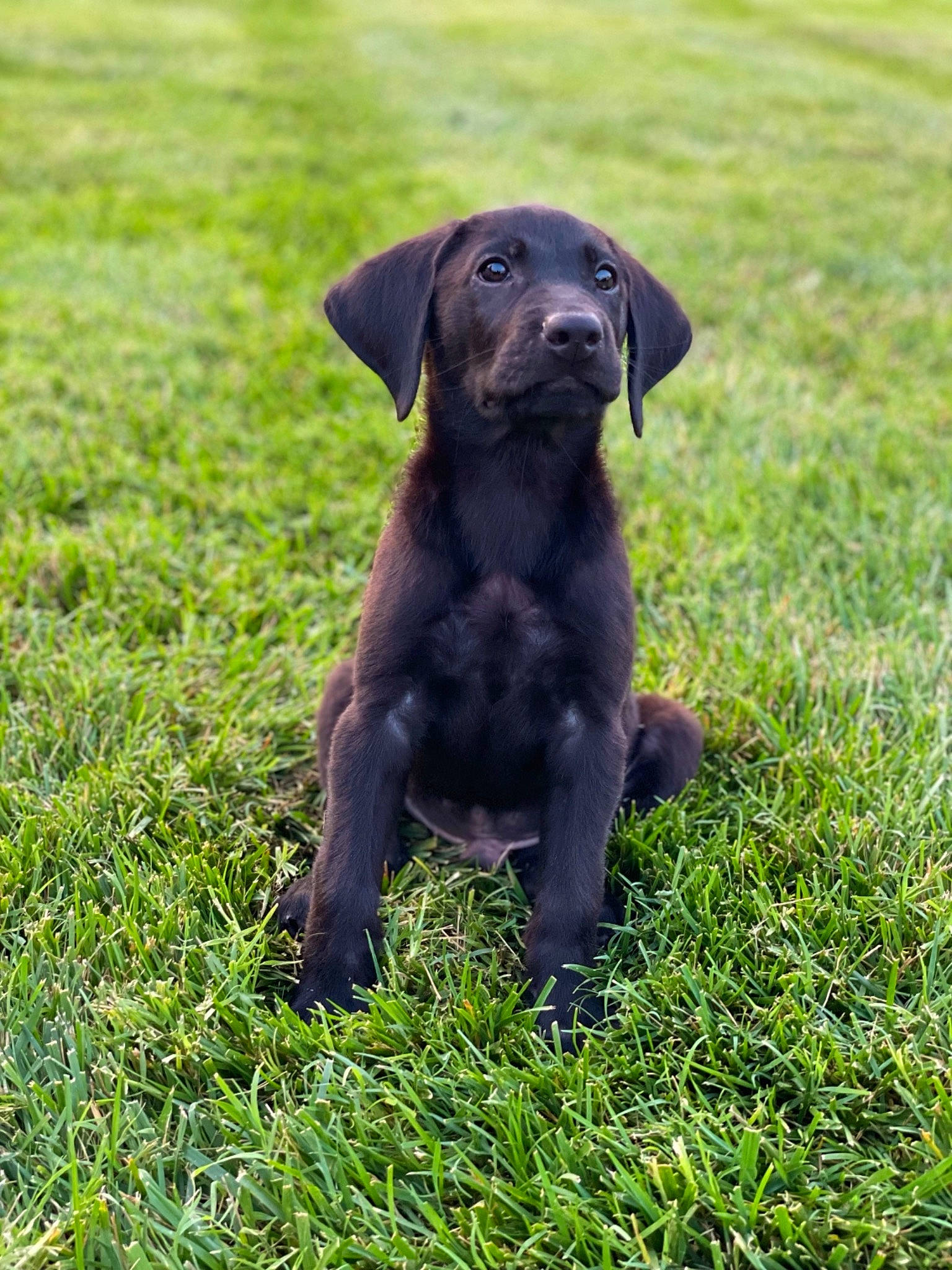 Tanger joined the competition — help win amazing prizes! borador, canidae, carnivore, companion_dog, dog, dog_breed, dog_collar, fur, grass, grassland, groundcover, gun_dog, liver, pasture, plant, retriever, snout, sporting_group, terrestrial_animal, working_animal
