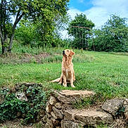 Jessica Spenette a rejoint le concours — aidez-le/la à gagner de superbes lots ! dog, golden_retriever, grass, tree, swing, sky, cloud, stone_wall, outdoor, nature, greenery, pet, canine, park, summer, animal, field, playground, daylight, landscape