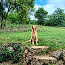 animal, canine, cloud, daylight, dog, field, golden_retriever, grass, greenery, landscape, nature, outdoor, park, pet, playground, sky, stone_wall, summer, swing, tree