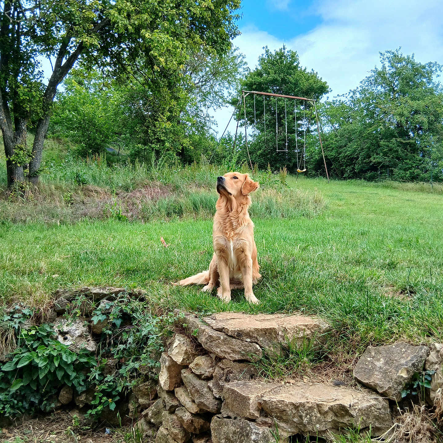 Jessica Spenette a rejoint le concours — aidez-le/la à gagner de superbes lots ! dog, golden_retriever, grass, tree, swing, sky, cloud, stone_wall, outdoor, nature, greenery, pet, canine, park, summer, animal, field, playground, daylight, landscape