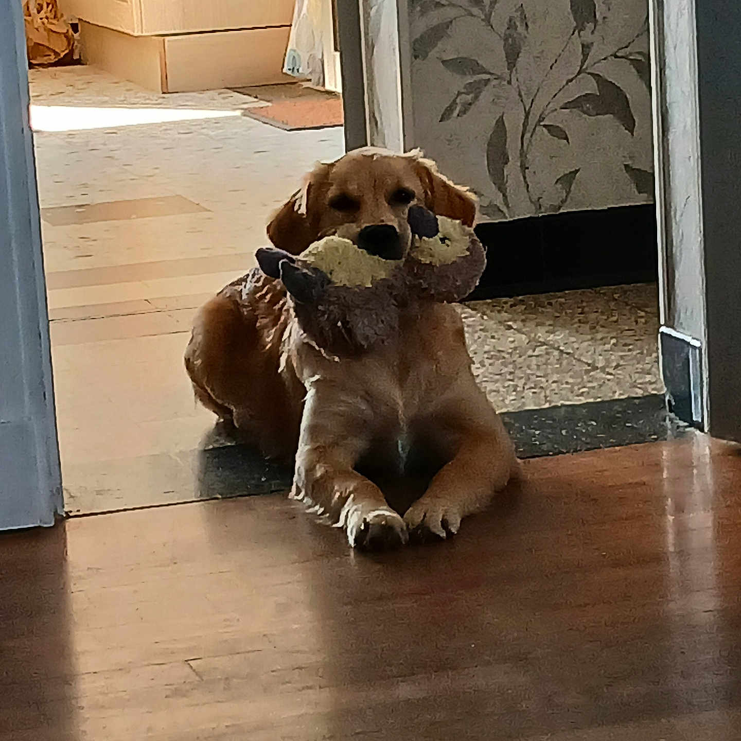 Aloha a rejoint le concours — aidez-le/la à gagner de superbes lots ! animal, carpet, cozy, cute, dog, doorway, floor, golden_retriever, home, indoor, light, pet, playing, puppy, relaxed, resting, shadow, toy, wallpaper, wooden_floor