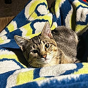 Biddy is registered to the contest to win money with this photo: cat, tabby_cat, blanket, patterned_blanket, indoor, cozy, pet, feline, fur, whiskers, relaxed, curious, animal, close_up, soft_light, texture, colorful, comfort, resting, warm