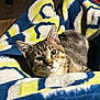cat, tabby_cat, blanket, patterned_blanket, indoor, cozy, pet, feline, fur, whiskers, relaxed, curious, animal, close_up, soft_light, texture, colorful, comfort, resting, warm