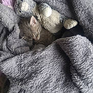 Rose a rejoint le concours — aidez-le/la à gagner de superbes lots ! animal, blanket, bunny, cat, comfort, cozy, cute, fluffy, fur, gray, indoor, kitten, nap, pet, resting, sleeping, snuggled, soft, stuffed_animal, toy