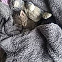 animal, blanket, bunny, cat, comfort, cozy, cute, fluffy, fur, gray, indoor, kitten, nap, pet, resting, sleeping, snuggled, soft, stuffed_animal, toy