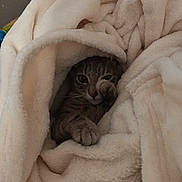 Rose a rejoint le concours — aidez-le/la à gagner de superbes lots ! animal, blanket, cat, comfort, cozy, cute, domestic_animal, feline, fur, indoor, kitten, paw, pet, relaxing, resting, sleepy, snuggling, soft, warm, whiskers