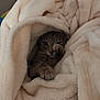 animal, blanket, cat, comfort, cozy, cute, domestic_animal, feline, fur, indoor, kitten, paw, pet, relaxing, resting, sleepy, snuggling, soft, warm, whiskers