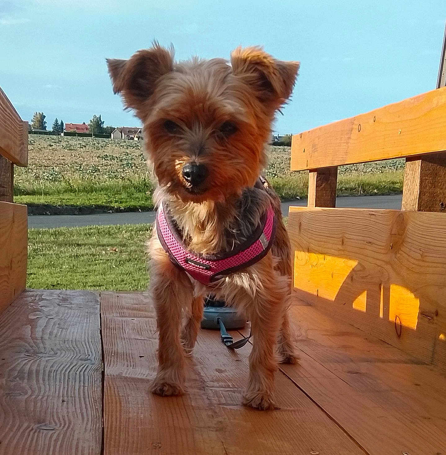 Iris a rejoint le concours — aidez-le/la à gagner de superbes lots ! dog, small_dog, pink_harness, wooden_bench, outdoor, sunlight, green_field, grass, sky, pet, animal, canine, daylight, nature, fence, leash, shadow, ears, fur, standing