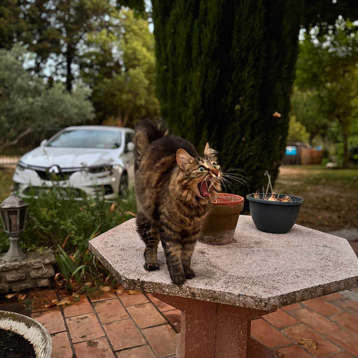 Kitty a rejoint le concours — aidez-le/la à gagner de superbes lots ! animal, blurred_background, car, cat, daylight, dramatic, fur, garden, greenery, mouth_open, nature, outdoor, pet, plant_pots, stone_table, tabby, table, terracotta_tiles, trees, whiskers