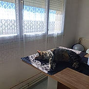 Sunny participe au concours pour gagner de l'argent avec cette photo : cat, tabby_cat, indoor, table, towel, sunlight, window, curtains, wooden_table, resting, pet, home, cozy, relaxing, feline, daylight, shadow, floor, chair, radiator