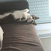 Sarada a rejoint le concours — aidez-le/la à gagner de superbes lots ! animal, black, blinds, brown, cat, couch, cozy, domestic, feline, fur, furniture, home, indoor, paws, pet, relaxed, resting, sleeping, white, window