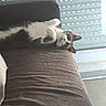 animal, black, blinds, brown, cat, couch, cozy, domestic, feline, fur, furniture, home, indoor, paws, pet, relaxed, resting, sleeping, white, window