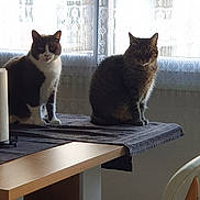 Sunny Et Sarada participe au concours pour gagner de l'argent avec cette photo : animal, cat, cats, cozy, curtain, domestic_cat, feline, furniture, home, indoor, lace_curtain, light, pet, resting, shadow, sitting, table, tablecloth, two_animals, window