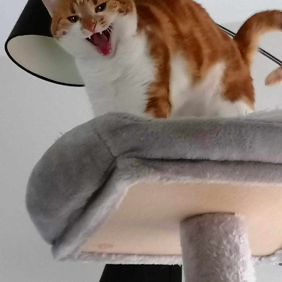 Chipie participe au concours pour gagner de l'argent avec cette photo : animal, cat, chair, couch, cushion, face, furniture, head, homedecor, indoors, interiordesign, kitten, lamp, lighting, person, pet, photography, plant, portrait, pottedplant