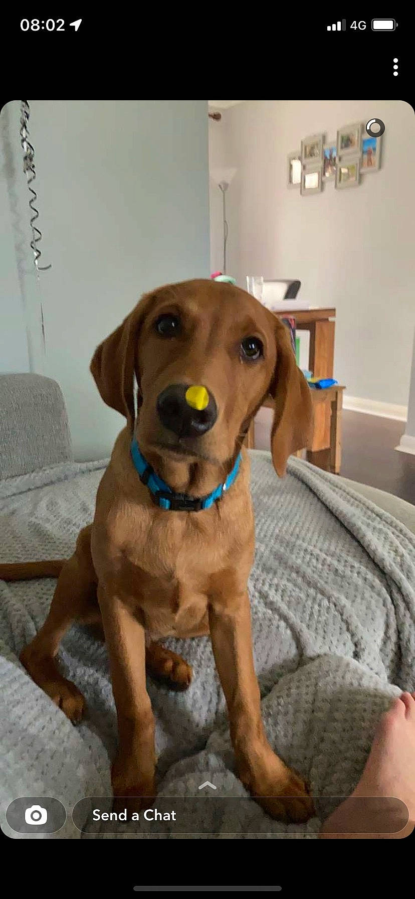 Rusty is registered to the contest to win money with this photo: carnivore, collar, companion_dog, dog, dog_breed, dog_collar, dog_supply, fawn, guard_dog, gun_dog, hound, hunting_dog, leash, liver, pet_supply, pointing_breed, sporting_group, whiskers, working_animal, working_dog