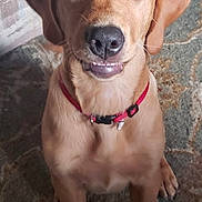 Nala is registered to the contest to win money with this photo: puppy, dog, golden_brown, red_collar, sitting, carpet, indoor, pet, cute, young_dog, canine, fur, ears, eyes, nose, mouth, animal, portrait, looking_up, friendly