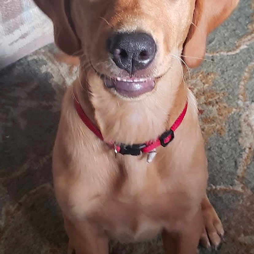Nala