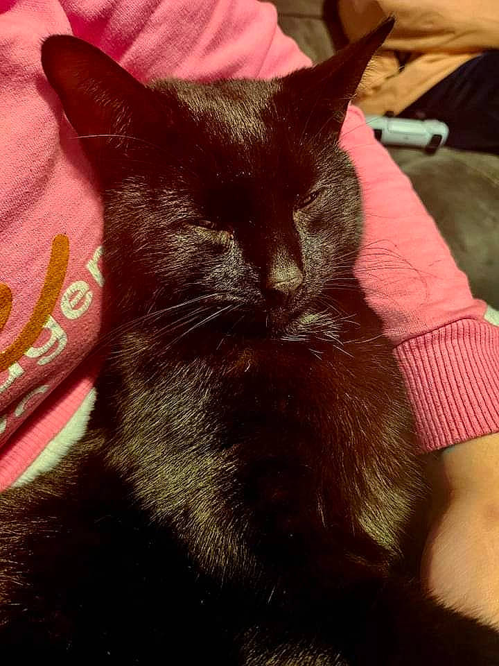 Bowser is registered to the contest to win money with this photo: black_cat, bombay, carnivore, cat, claw, comfort, domestic_short_haired_cat, ear, felidae, flesh, fur, gesture, human_leg, nap, paw, small_to_medium_sized_cats, snout, tail, tints_and_shades, whiskers