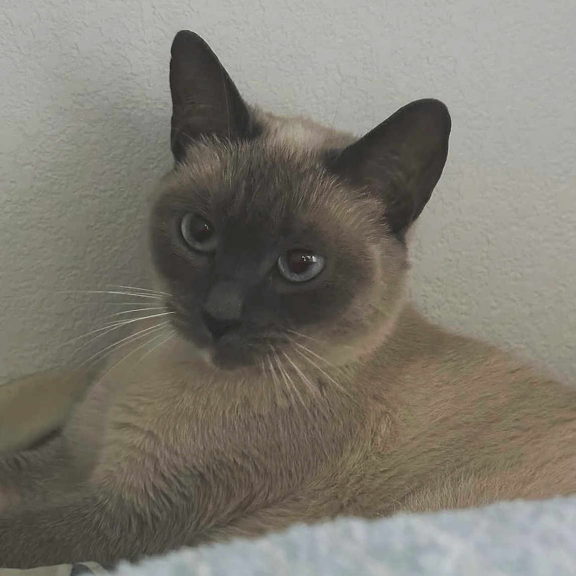 Zara participe au concours pour gagner de l'argent avec cette photo : animal, blue_eyes, cat, close_up, cute, domestic_animal, feline, fur, indoor, looking_at_camera, mammal, pet, portrait, relaxed, resting, siamese_cat, soft_light, texture, wall, whiskers