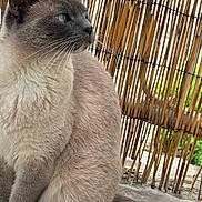 Zara participe au concours pour gagner de l'argent avec cette photo : cat, gray_cat, white_cat, feline, pet, animal, sitting, tail, fur, whiskers, bamboo_fence, outdoor, concrete_floor, calm, serene, profile_view, closeup, natural_light, domestic_cat, quiet
