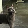 Tao participe au concours pour gagner de l'argent avec cette photo : cat, gray_cat, indoor, floor, tile_floor, curious, whiskers, feline, pet, animal, looking_up, ears, four_legs, domestic_cat, close_up, side_view, quiet, home, chair_leg, minimalistic