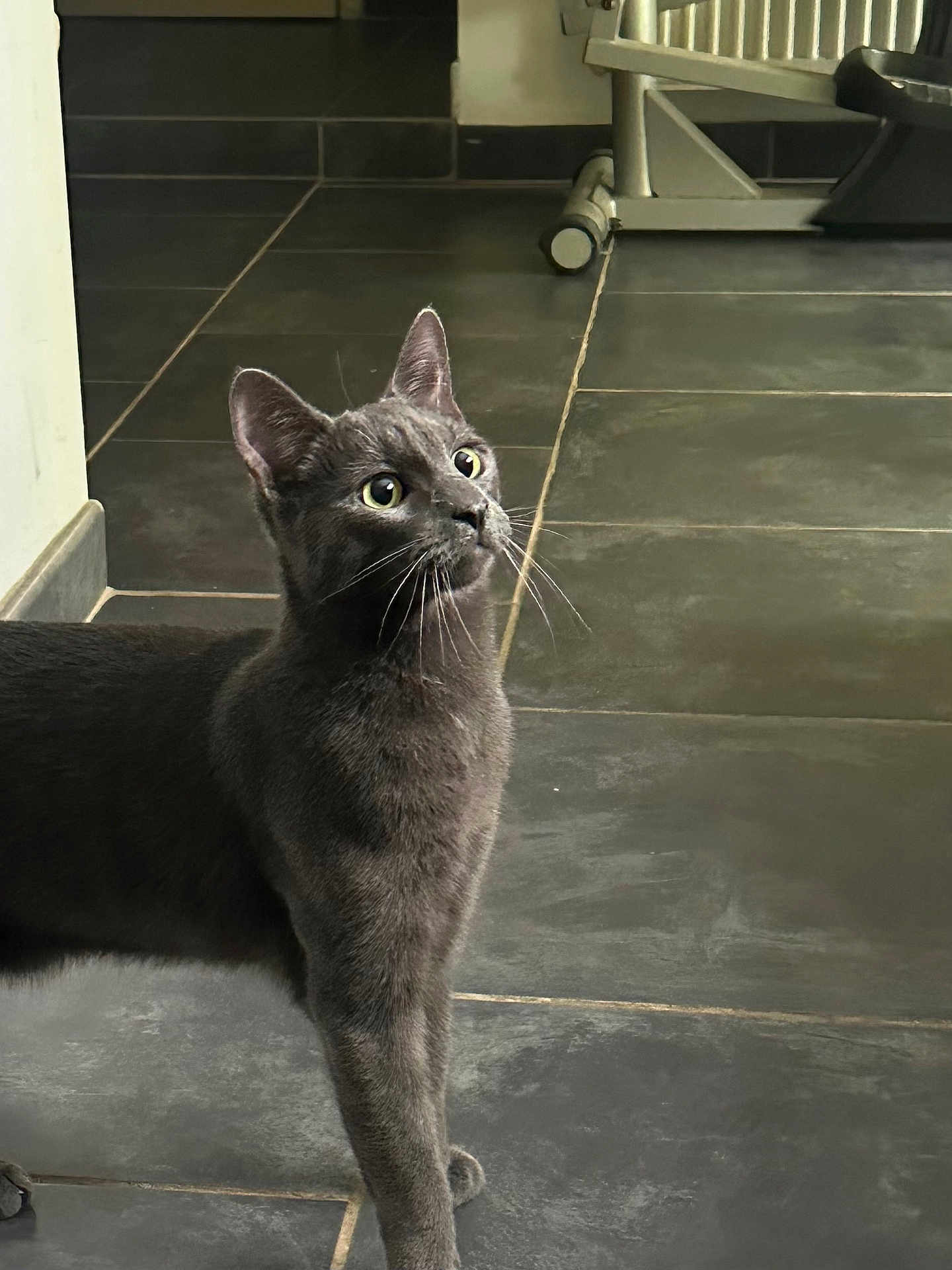Tao participe au concours pour gagner de l'argent avec cette photo : cat, gray_cat, indoor, floor, tile_floor, curious, whiskers, feline, pet, animal, looking_up, ears, four_legs, domestic_cat, close_up, side_view, quiet, home, chair_leg, minimalistic