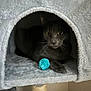 Tao a rejoint le concours — aidez-le/la à gagner de superbes lots ! cat, gray_cat, cat_cave, cat_tree, fuzzy_ball, toy, pet, indoor, cozy, feline, whiskers, paw, fur, animal, resting, curious, cute, sitting, closeup, home
