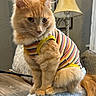 Roadie is registered to the contest to win money with this photo: cat, cozy, cushion, domestic_cat, ears, fluffy_fur, furniture, home_interior, indoor, lamp, looking_down, neutral_colors, orange_cat, pet_clothing, seated, soft_texture, striped_shirt, tail, whiskers, wooden_table