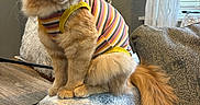 Roadie joined the competition — help win amazing prizes! cat, couch, cozy, curtains, decor, domestic, fluffy, furniture, indoor, lamp, looking_away, mammal, orange_cat, pet, sitting, striped_clothing, striped_shirt, tail, window, wooden_table