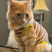 Roadie is registered to the contest to win money with this photo: cat, closeup, cozy, cute, ears, eyes, feline, fur, furniture, home, indoor, lamp, orange_cat, pet, portrait, sitting, striped_clothing, striped_shirt, whiskers, wooden_surface