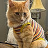 cat, closeup, cozy, cute, ears, eyes, feline, fur, furniture, home, indoor, lamp, orange_cat, pet, portrait, sitting, striped_clothing, striped_shirt, whiskers, wooden_surface