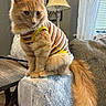 Roadie joined the competition — help win amazing prizes! blanket, cat, couch, cozy, curtains, cute, domestic_animal, ears, fluffy_tail, fur, furniture, indoor, lamp, orange_cat, pet, sitting, striped_shirt, whiskers, window, wooden_table