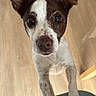 Molly a rejoint le concours — aidez-le/la à gagner de superbes lots ! dog, puppy, small_dog, brown_and_white, short_hair, floppy_ears, wide_eyes, curious, cute, portrait, close_up, standing, paws, indoors, wood_floor, home, pet, animal, looking_at_camera, funny