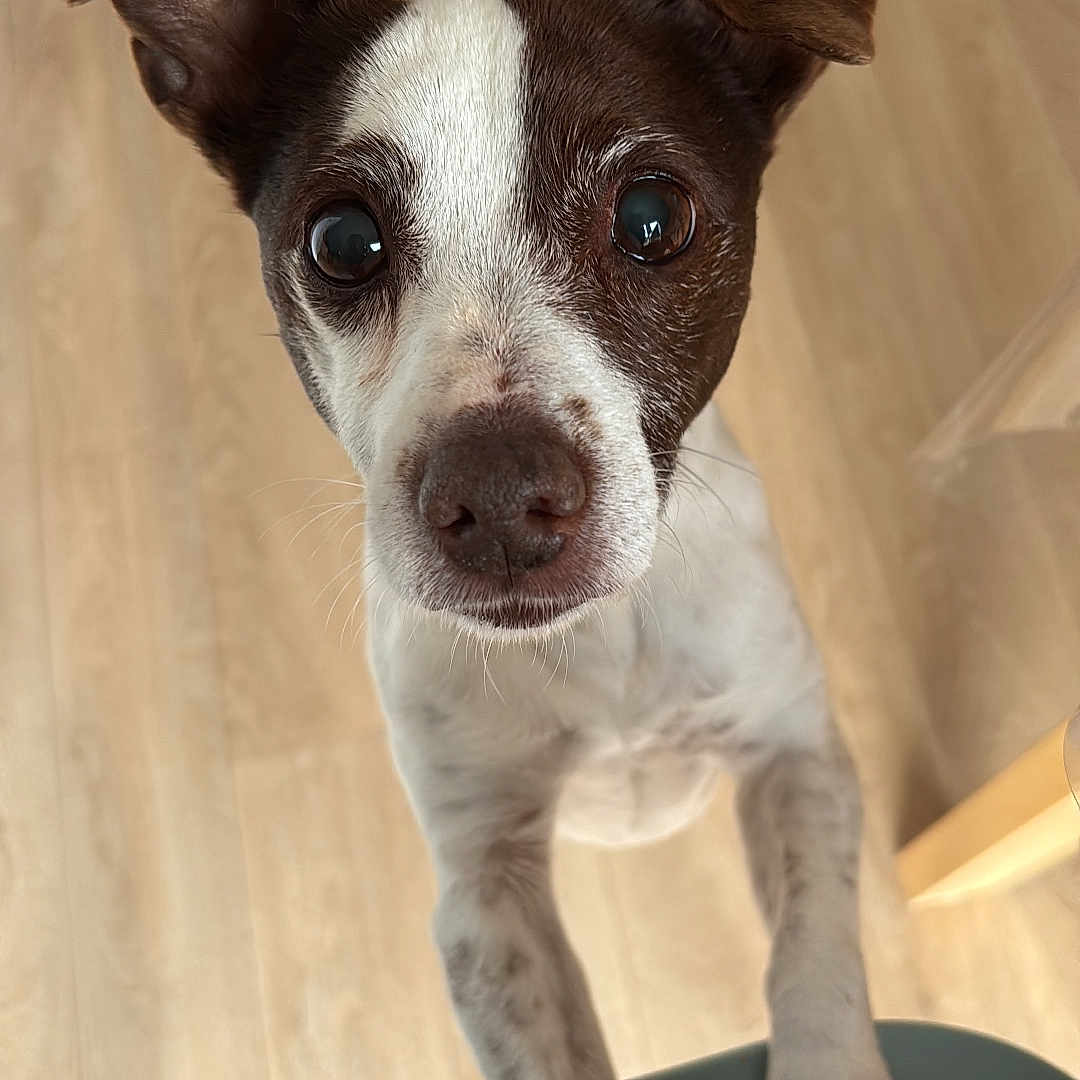 Molly a rejoint le concours — aidez-le/la à gagner de superbes lots ! dog, puppy, small_dog, brown_and_white, short_hair, floppy_ears, wide_eyes, curious, cute, portrait, close_up, standing, paws, indoors, wood_floor, home, pet, animal, looking_at_camera, funny
