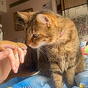 Vaïko participe au concours pour gagner de l'argent avec cette photo : cat, leopard_gecko, hand, curious, tabby_cat, pet, indoor, bed, blanket, striped, whiskers, feline, reptile, closeup, domestic_animal, animal_interaction, human_hand, warm_light, cozy_room, decor