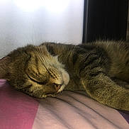 Caramel participe au concours pour gagner de l'argent avec cette photo : cat, tabby, sleeping, whiskers, fur, indoor, blanket, cozy, resting, closeup, pet, animal, feline, soft, peaceful, relaxing, window, natural_light, bed, cute