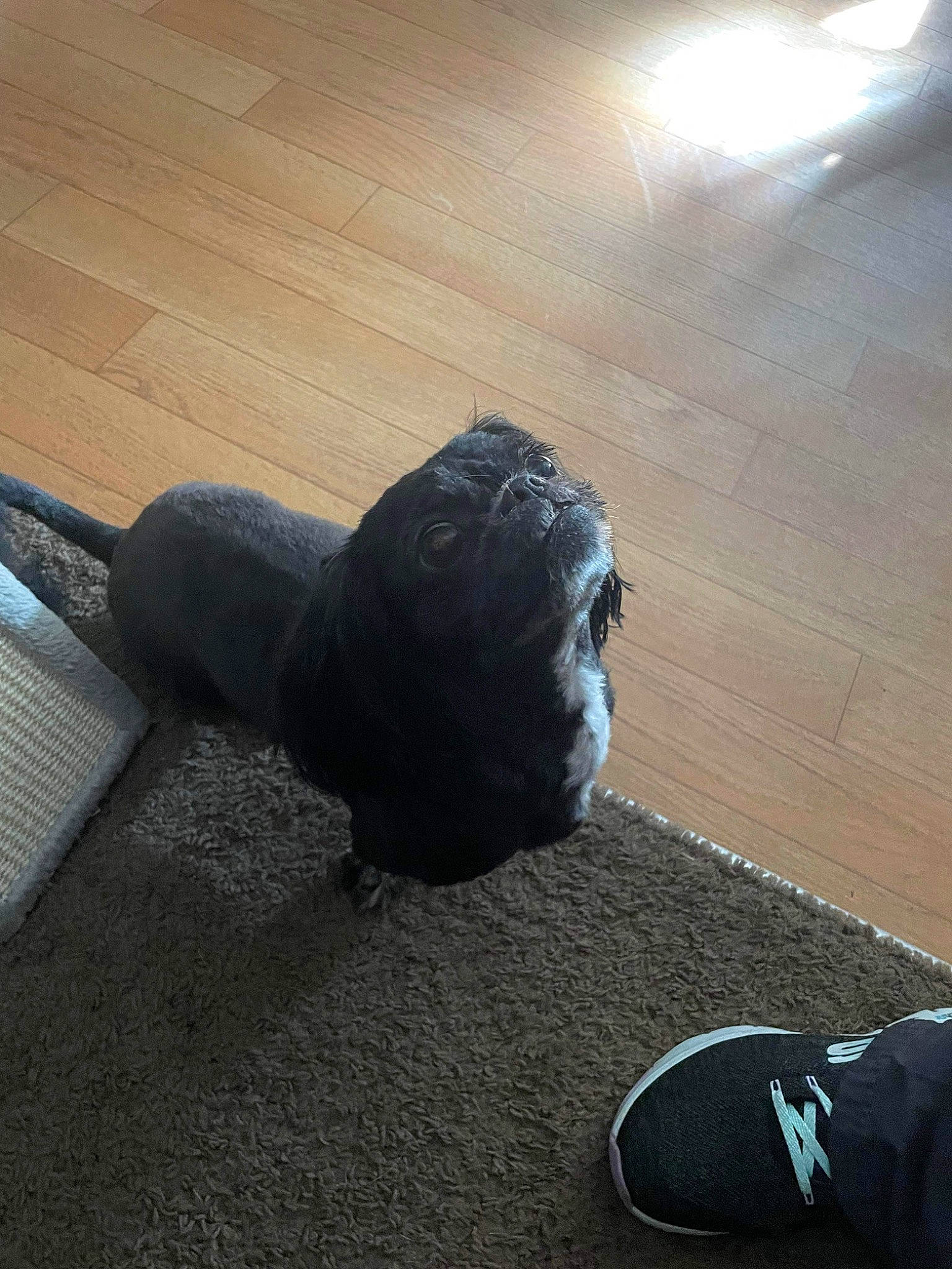 Gidget is registered to the contest to win money with this photo: art, asphalt, automotive_tire, companion_dog, dog_breed, felidae, floor, flooring, grey, hardwood, human_leg, luggage_and_bags, metal, road_surface, shadow, tail, tints_and_shades, toy_dog, wood, wood_flooring