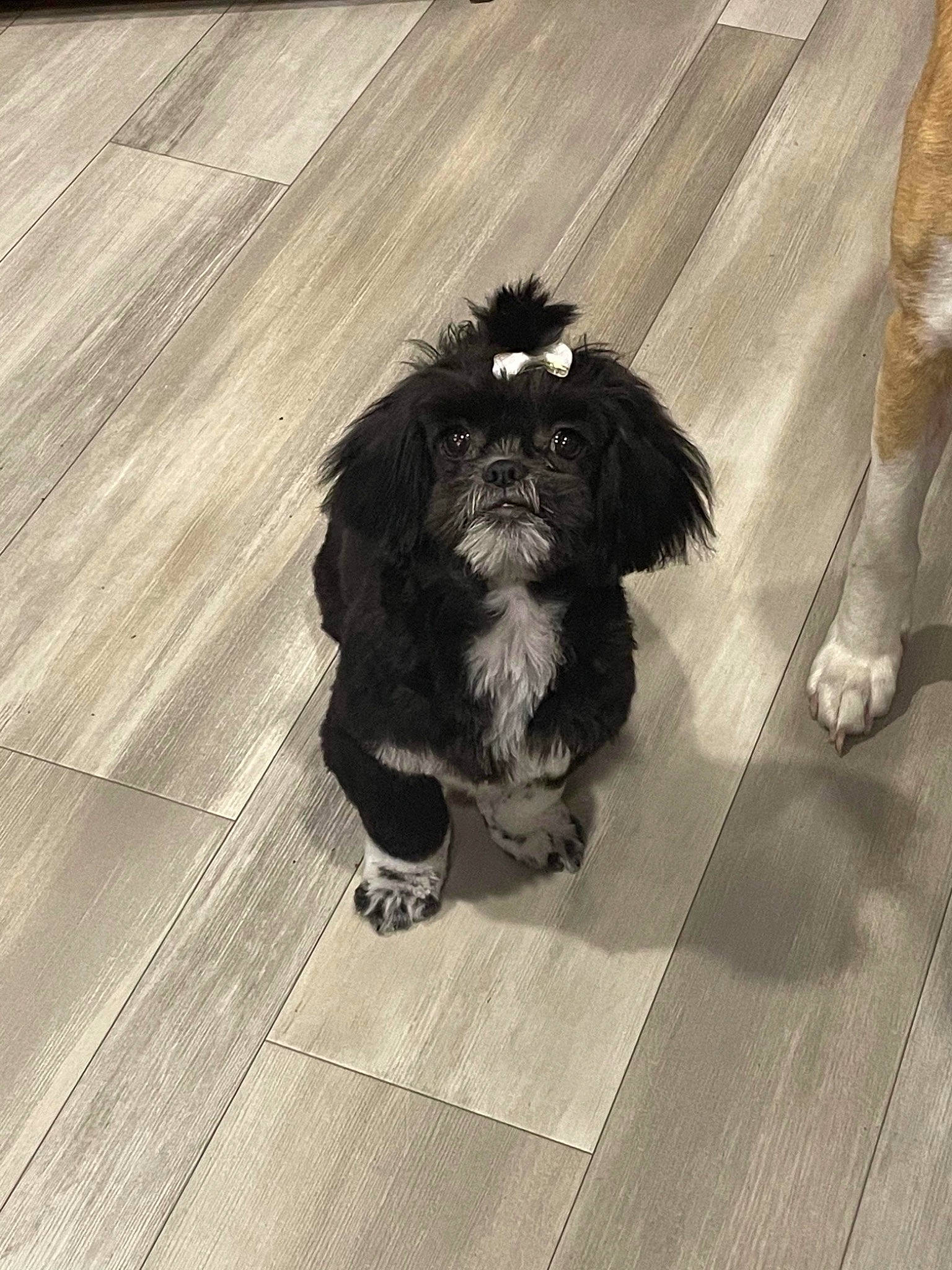 Gidget is registered to the contest to win money with this photo: carnivore, companion_dog, dog, dog_breed, dog_supply, felidae, flooring, grey, hardwood, laminate_flooring, liver, paw, snout, spaniel, tail, terrier, toy_dog, whiskers, wood, working_animal