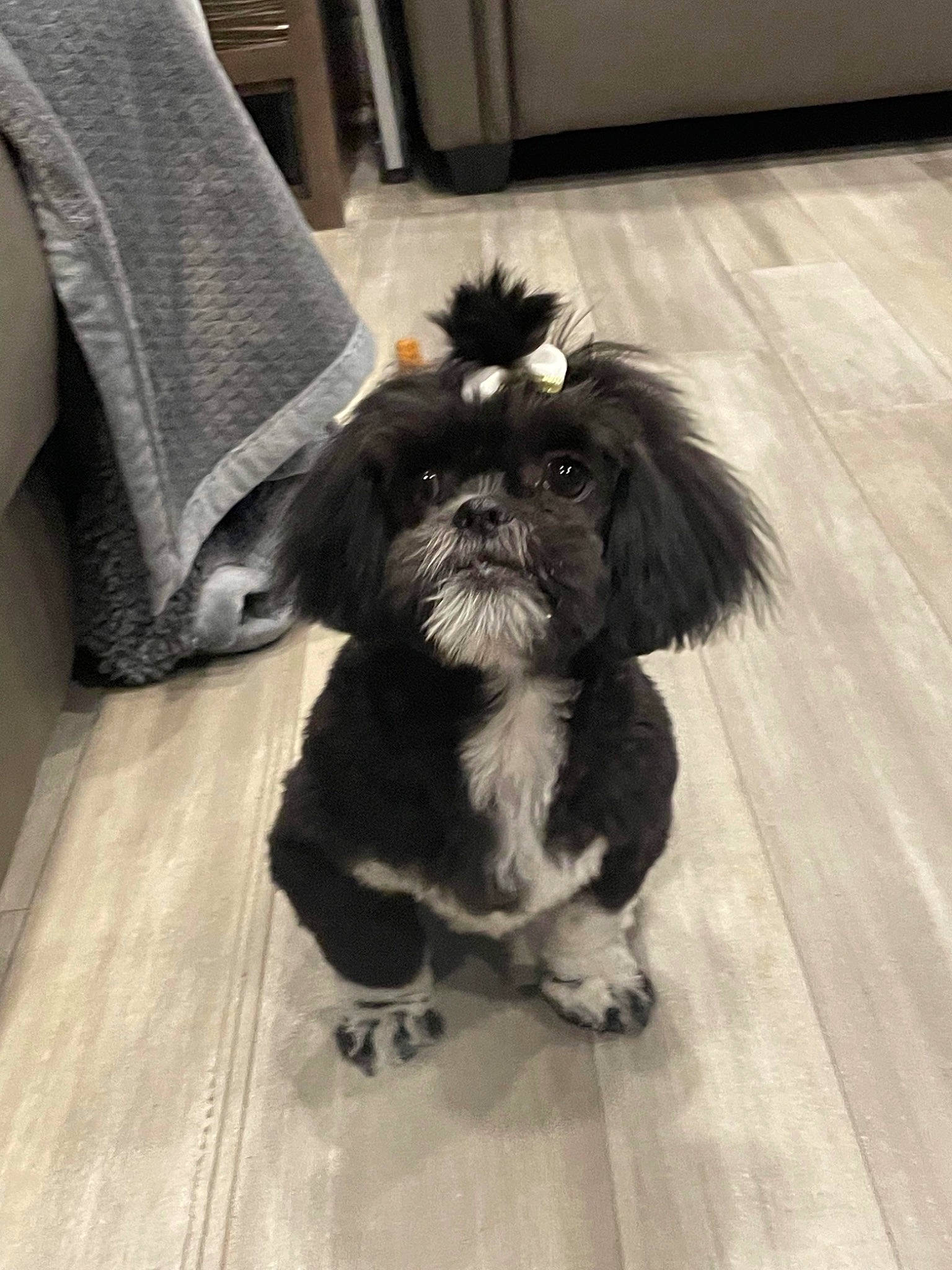 Gidget is registered to the contest to win money with this photo: carnivore, companion_dog, dog, dog_breed, dog_supply, fawn, floor, flooring, fur, grey, hardwood, laminate_flooring, liver, shih_tzu, snout, tail, toy_dog, wood, wood_flooring, working_animal