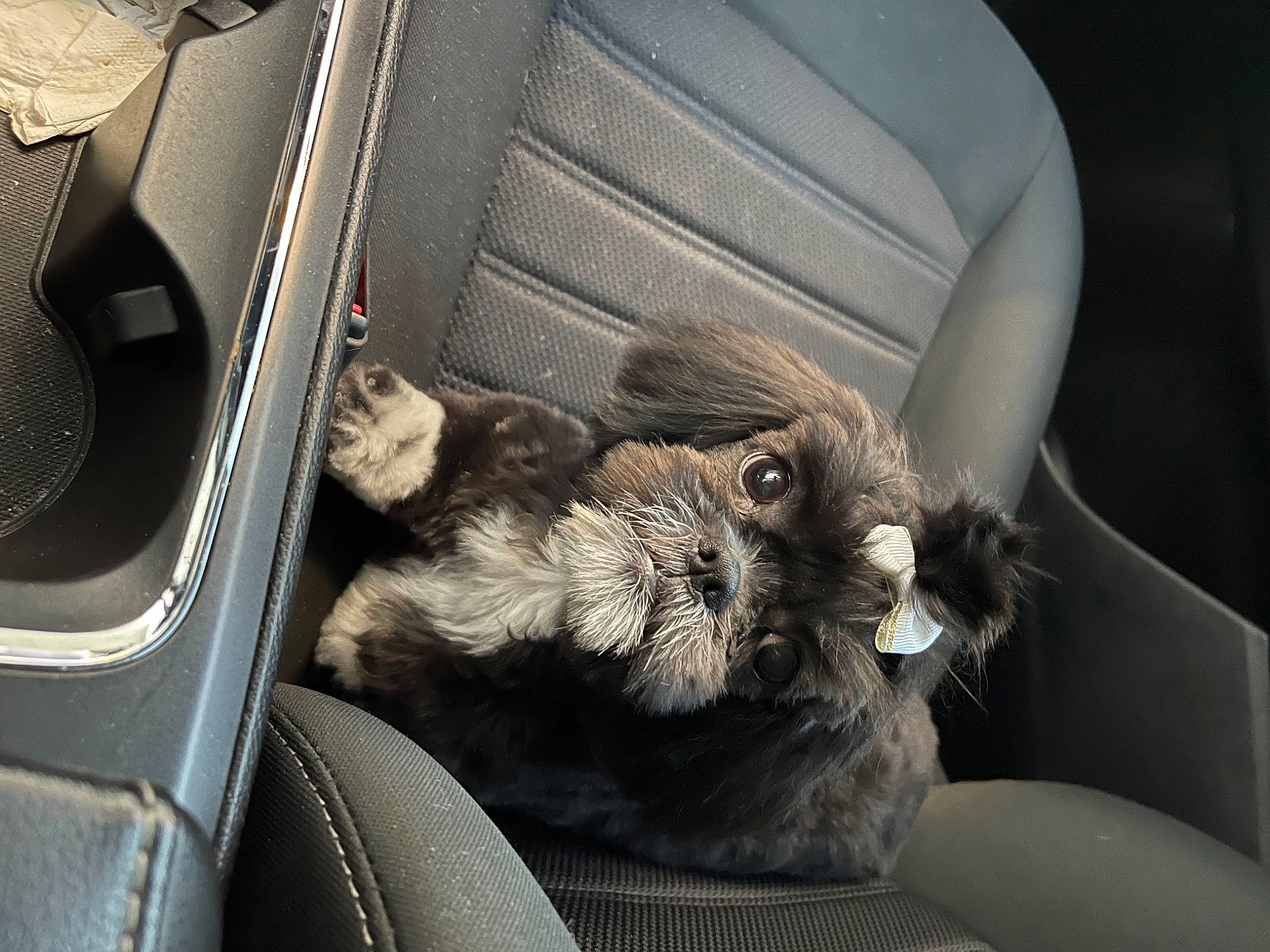 Gidget is registered to the contest to win money with this photo: auto_part, automotive_design, automotive_exterior, automotive_lighting, automotive_tire, car_seat, car_seat_cover, carnivore, comfort, felidae, gesture, motor_vehicle, personal_luxury_car, small_to_medium_sized_cats, snout, steering_part, tints_and_shades, vehicle_door, whiskers, window