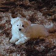 Bīmbo is registered to the contest to win money with this photo: adorable, animal, brown_rug, carpet, cozy, cute, dog, domestic_animal, fluffy, fur, indoor, lying_down, pet, puppy, resting, shaggy_rug, small_dog, soft_texture, white_fur, young_dog
