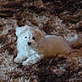 adorable, animal, brown_rug, carpet, cozy, cute, dog, domestic_animal, fluffy, fur, indoor, lying_down, pet, puppy, resting, shaggy_rug, small_dog, soft_texture, white_fur, young_dog