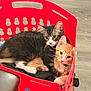 animals, cat, cats, cozy, curious, cute, domestic_cat, ears, feline, floor, fur, indoor, laundry_basket, orange_cat, pets, red_basket, resting, snuggling, tabby_cat, whiskers