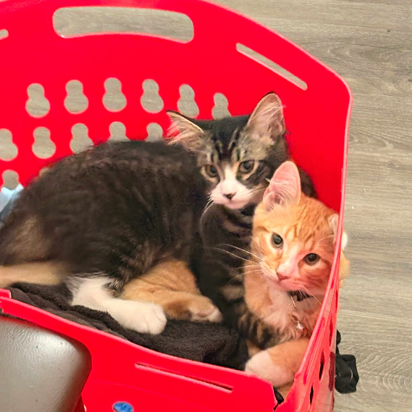 Maui Ganja joined the competition — help win amazing prizes! animals, cat, cats, cozy, curious, cute, domestic_cat, ears, feline, floor, fur, indoor, laundry_basket, orange_cat, pets, red_basket, resting, snuggling, tabby_cat, whiskers