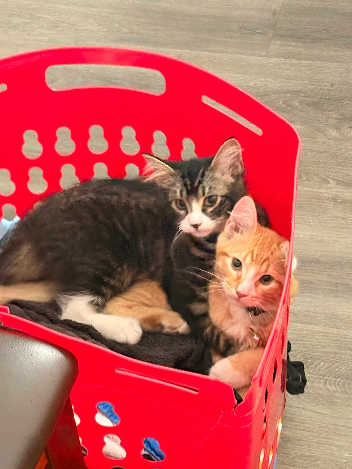 Maui Ganja joined the competition — help win amazing prizes! cat, cats, laundry_basket, red_basket, orange_cat, tabby_cat, feline, pets, cozy, snuggling, indoor, floor, curious, cute, animals, domestic_cat, whiskers, ears, fur, resting