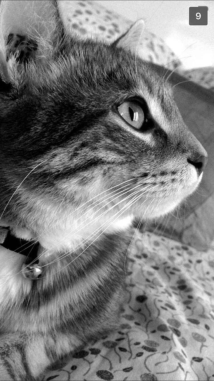 Luz a rejoint le concours — aidez-le/la à gagner de superbes lots ! black_and_white, carnivoran, cat, cat_like_mammal, close_up, domestic_short_haired_cat, eye, fauna, fur, mammal, monochrome, monochrome_photography, nose, organ, photography, small_to_medium_sized_cats, snout, tabby_cat, whiskers, wildlife