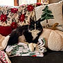 Mosie joined the competition — help win amazing prizes! cat, black_and_white, fluffy, blanket, couch, christmas, holiday, decor, pillow, red, green, white, cozy, indoor, pet, fur, relaxed, window, soft, festive